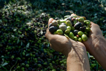 girl hands with olives, picking from plants during harvesting, green, black, beating to obtain extra virgin oil, food, antioxidants, Taggiasca variety, autumn, light, Riviera, Liguria, Italy