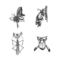 곤충 일러스트 / 손으로 그린 곤충 스케치