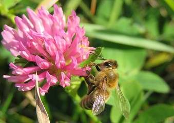 Bee on a clover flower in the meadow, closeup