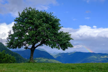 Green alpine meadow with lonely tree and rainbow in the sky.
