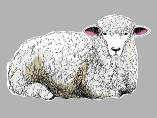 sheep 02