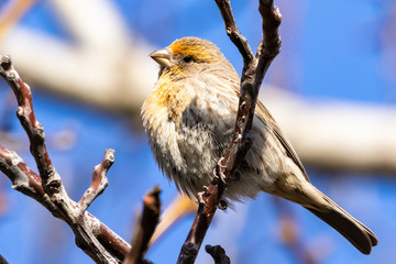 Male House Finch Yellow Variant