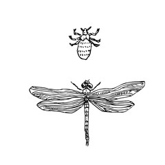 곤충 일러스트 / 손으로 그린 곤충 스케치