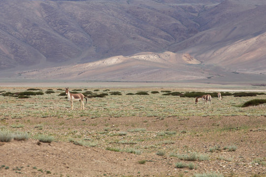 Tibetan Wild Ass or Kyang Equus Kiang on Changthang plateau in Ladakh, India