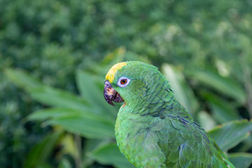 Tropical green parrot in Costa Rica. Parrot portrait.