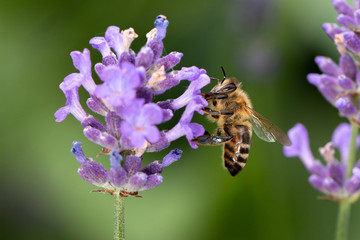 she loves lavender