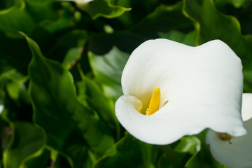 White flower