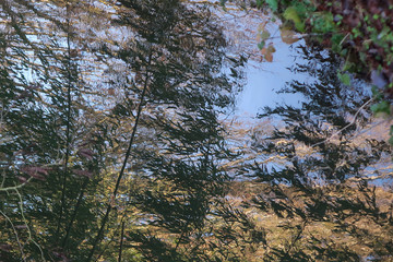 Reflets arbres dans une rivière à l'automne