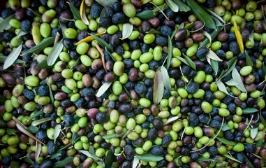 Fotobehang olijven, met de hand plukken van planten tijdens het oogsten, groen, zwart, kloppend, om extra vierge olie te verkrijgen, voedsel, antioxidanten, Taggiasca, herfst, licht, achtergrond, Riviera, Ligurië, Italië © Angela