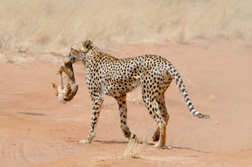 Fototapeta na wymiar Cheetah carries a hunted rabbit
