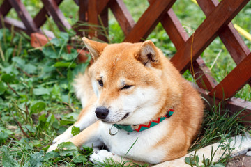 Japanese dog of Shiba Inu breed lying on a sunny summer day. Japanese Small Size Dog Shiba Ken rest on the green grass