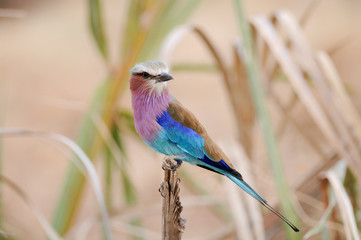 Fototapeta premium Lilac-breasted Roller, Coracias caudatus,