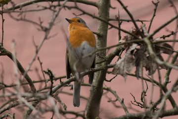 bird beauty