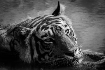 Tiger in nature habitat and cooling off in water at Ranthambore Tiger Reserve, India