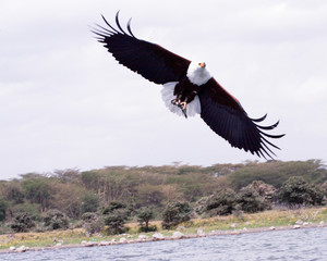 African Fish Eagle, with fish in its talons