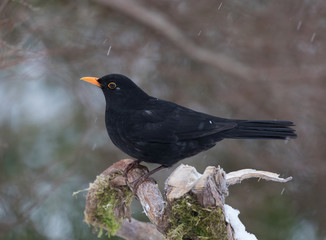 Blackbird in snowfall