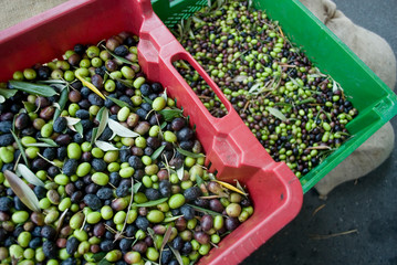 boxes with olives, hand picking from plants during harvesting, green, black, beating, to obtain extra virgin oil, food, antioxidants, Taggiasca, autumn, light, Riviera, Liguria, Italy