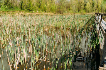Wooden pier in countryside over low marsh going toward woods in the outdoor with high green grass in swamp
