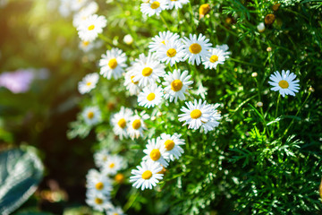 White seaside daisies in a spring garden.