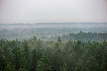 misty forest in foggy morning. far horizon