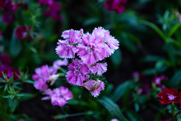 Dianthus flower Purple pink of colourful beautiful on green grass nature in a spring garden.