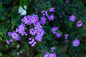 Obraz premium Beautiful purple flowerof Lantana camara L flowers blooming in the garden.