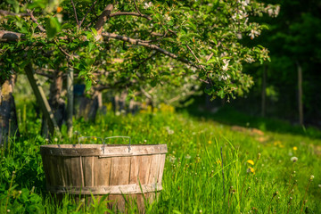 Fototapeta na wymiar Harvest basket in tall grass under an apple tree in the orchard.