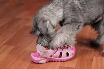 Puppy chewing on a shoe