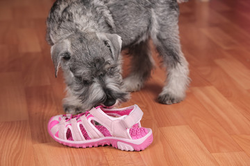 Puppy chewing on a shoe