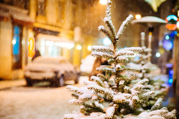 fir-tree covered by snow close up at city street at night
