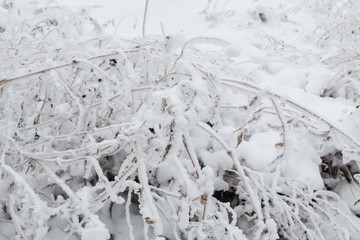 The bush covered with hoarfrost, snow in the winter