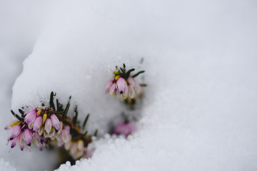 Schneeheide
