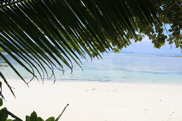 palm tree on the beach