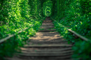 a railway in the spring forest tunnel of love
