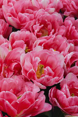 Blossoming pink tulips in the spring