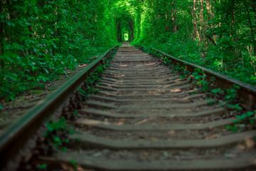 a railway in the spring forest tunnel of love