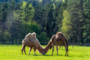 wild camel in pasture and green meadow