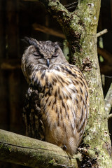 owl sitting on the dry tree in the cage