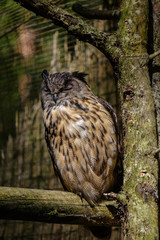 owl sitting on the dry tree in the cage