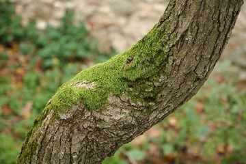 Fototapeta premium Tree Trunk Closeup