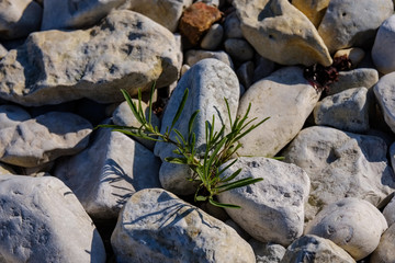 irregular dry plants on rock covered beach on the island