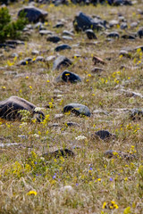 irregular dry plants on rock covered beach on the island