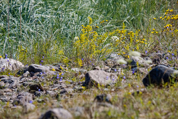 irregular dry plants on rock covered beach on the island
