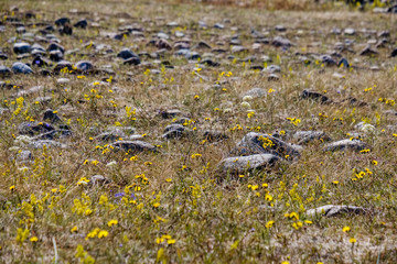 irregular dry plants on rock covered beach on the island