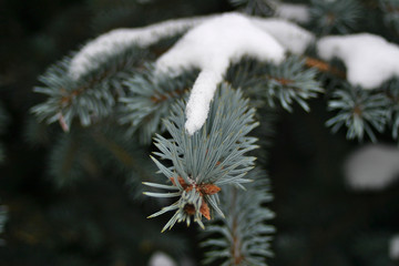 Naklejka na ściany i meble snow on spruce branch