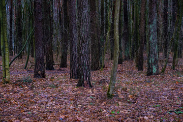 wet damp forest in autumn