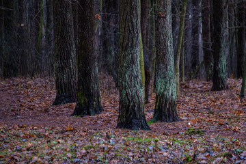 wet damp forest in autumn