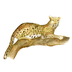 Wildcat leopard  on branch vector graphic isolated on the white background. Hand drawn animal illustration in watercolor technique. 