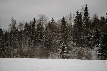 winter forest in snow storm