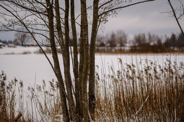 winter forest in snow storm